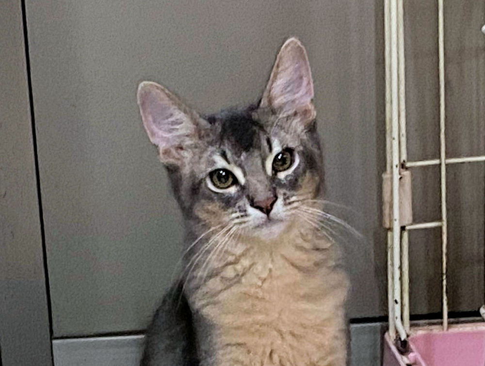 ソマリ　ブルー　おす　（２５年３月１８日生れ）